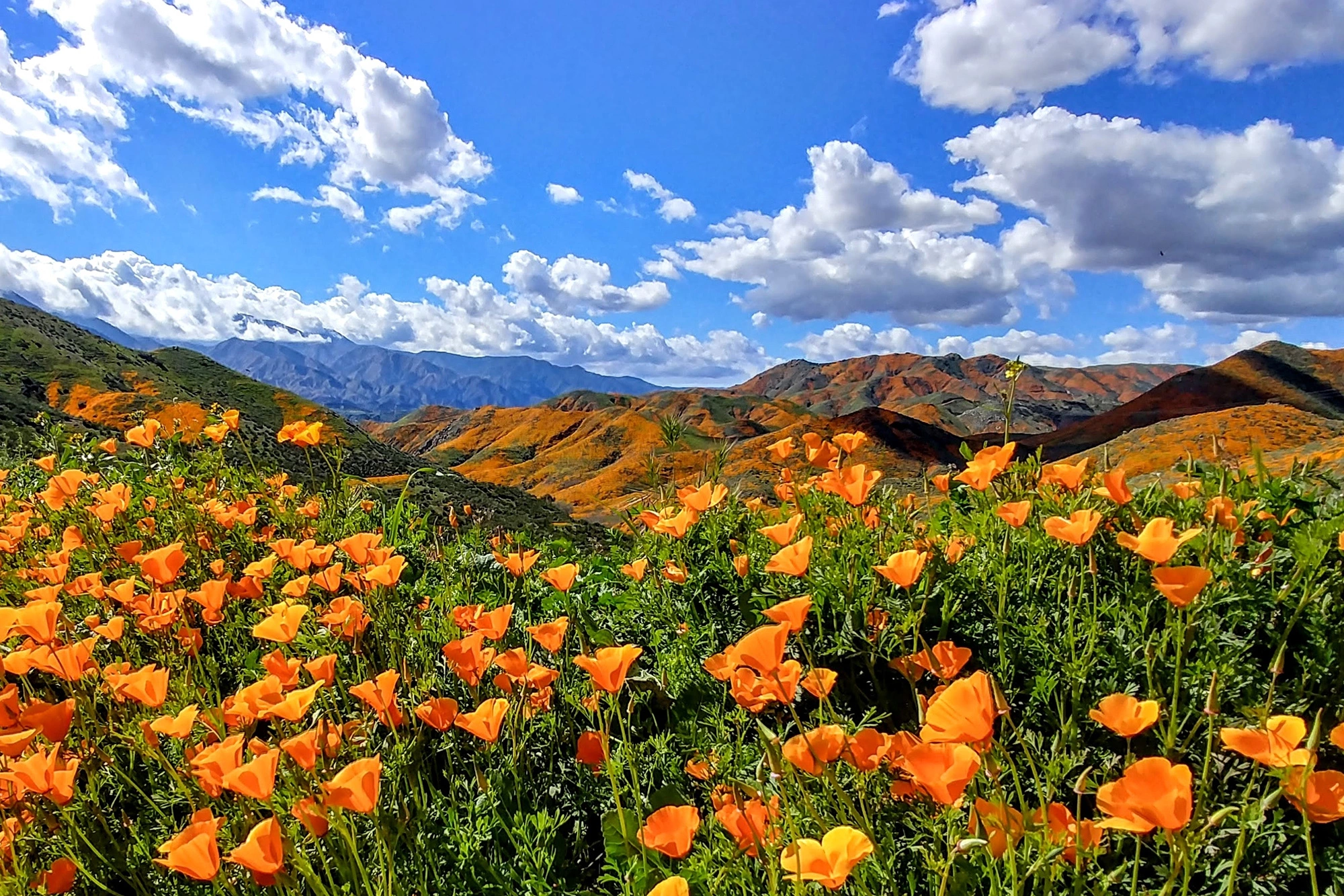 flowers in the California mountains