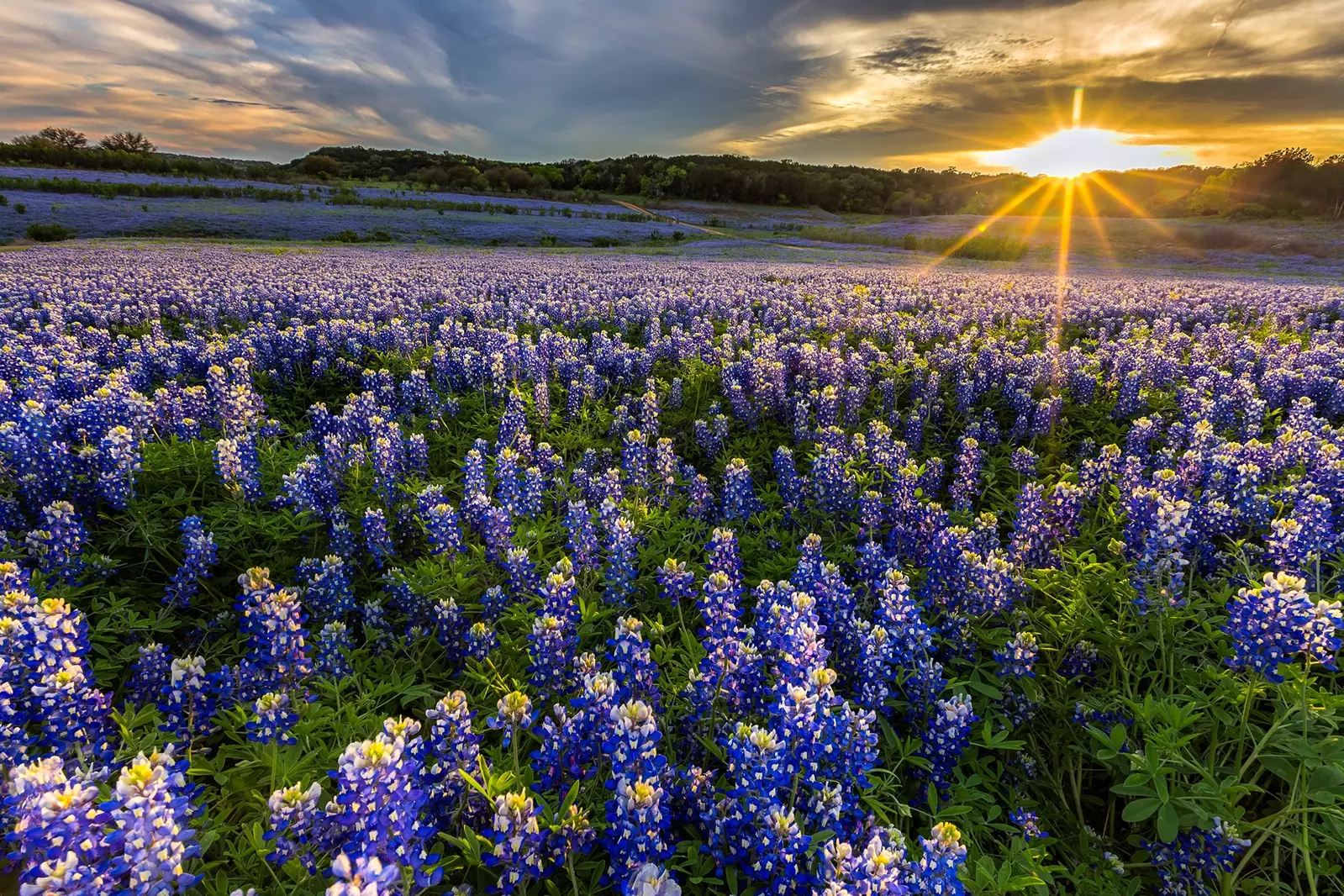 field of Texas flowers